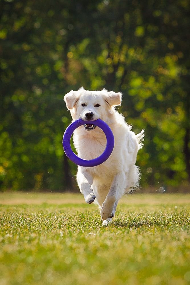 FETCH TOY